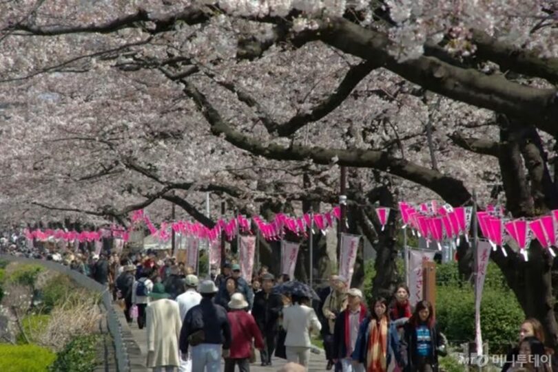 東京・隅田川の桜祭り(c)MONEYTODAY