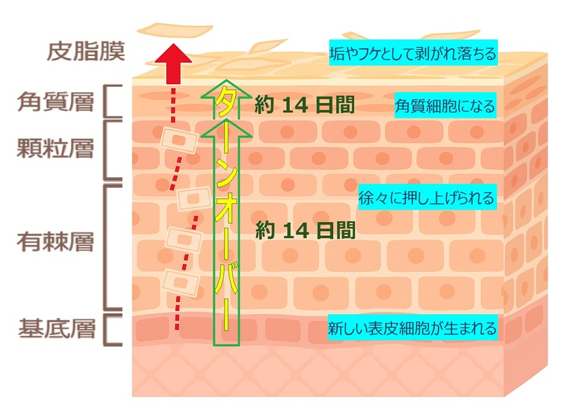 肌のターンオーバーの仕組み＝銀座SALON MATHIS提供(c)KOREA WAVE