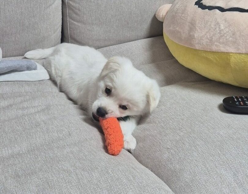 保護施設で出会い、致命的な感染症を乗り越えて家族になった子犬「コッコ」(c)news1