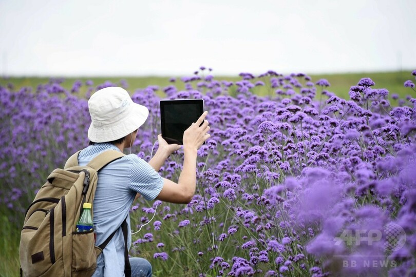 観光客の心奪う一面の紫、貴州