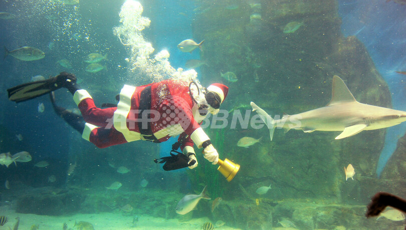 食べられないでね サメと泳ぐサンタ 豪水族館 写真8枚 国際ニュース Afpbb News