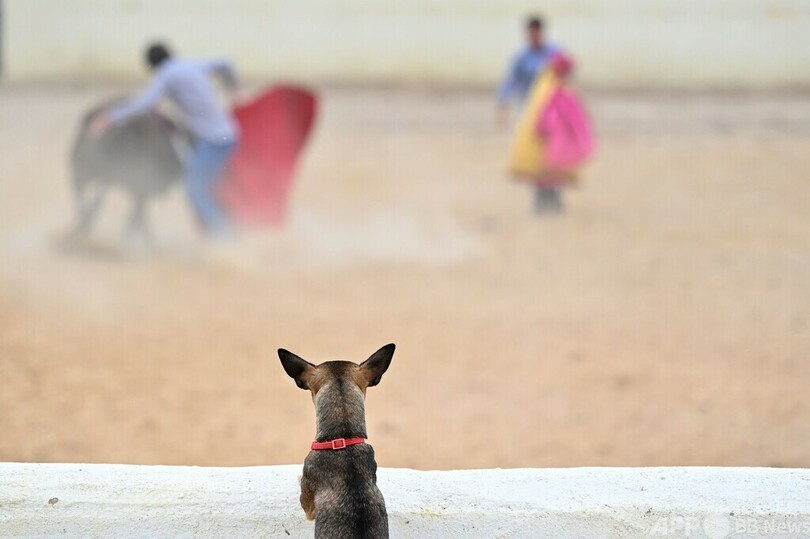スペイン、動物虐待を厳罰化
