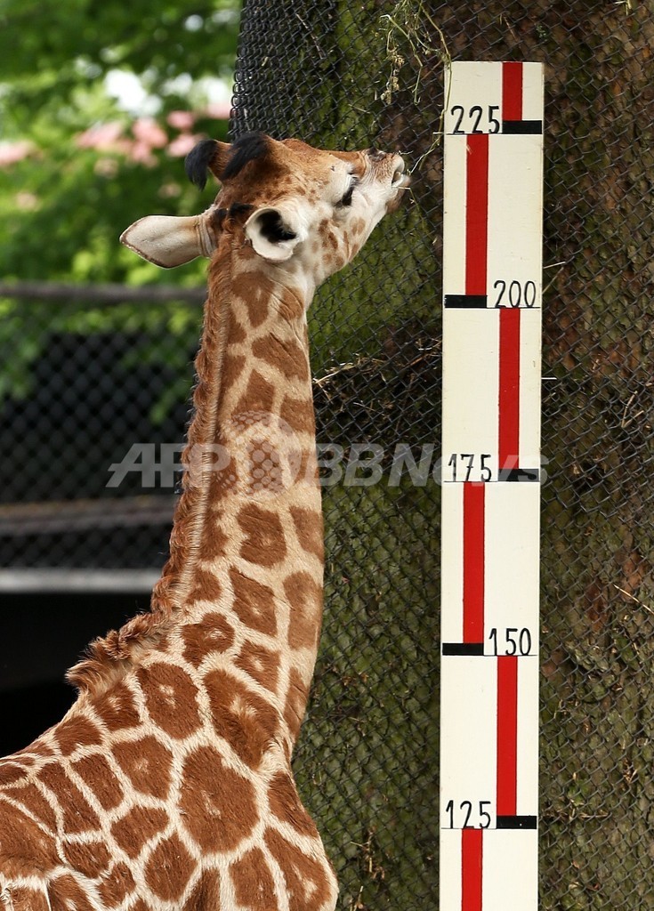 ちょっと背伸びしてる 赤ちゃんキリンの身長測定 ドイツ 写真3枚 国際ニュース Afpbb News