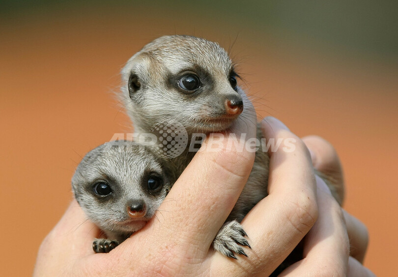 片手におさまる愛らしさ ミーアキャットの赤ちゃん2匹 オーストラリア 写真5枚 国際ニュース Afpbb News