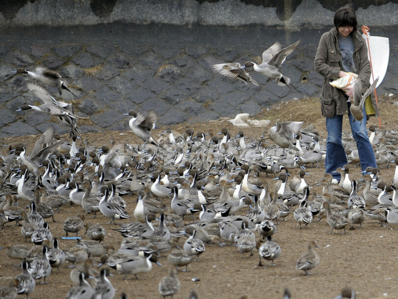渡り鳥が飛来する冬の猪苗代湖
