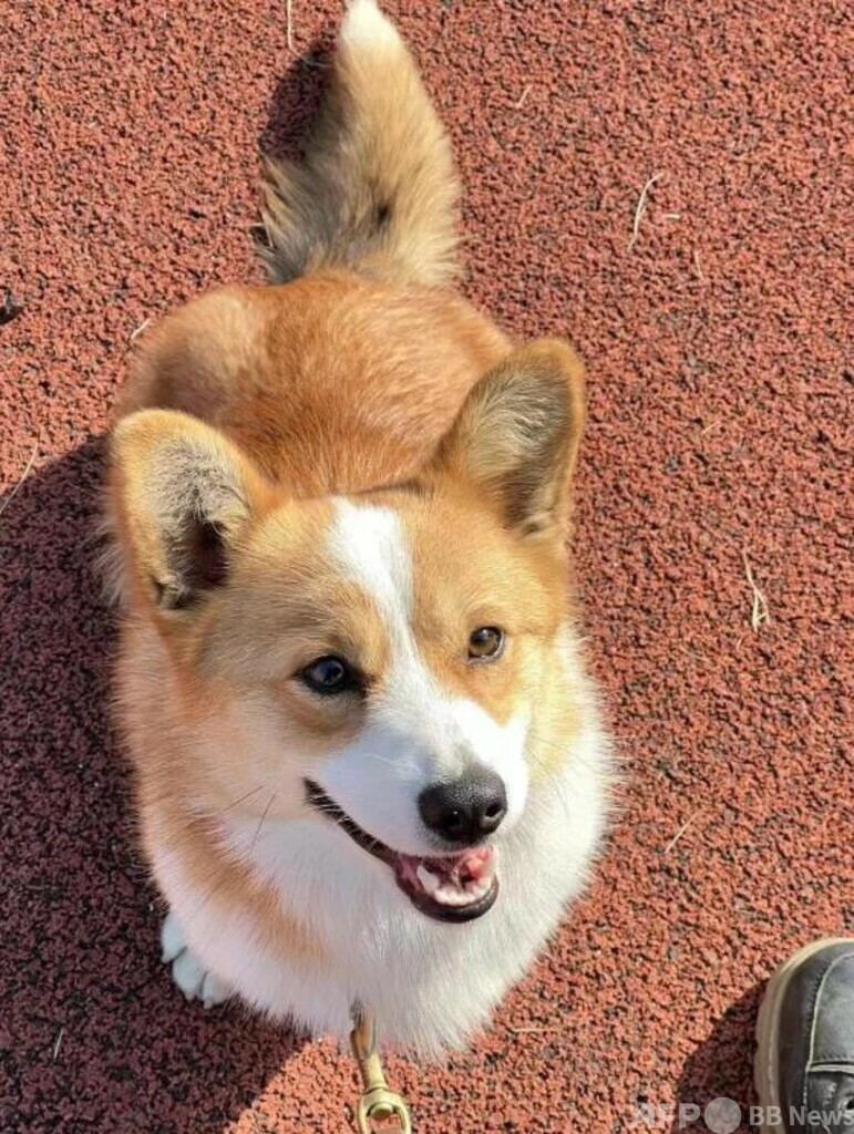 中国初のコーギー警察犬「福ちゃん」がお目見え
