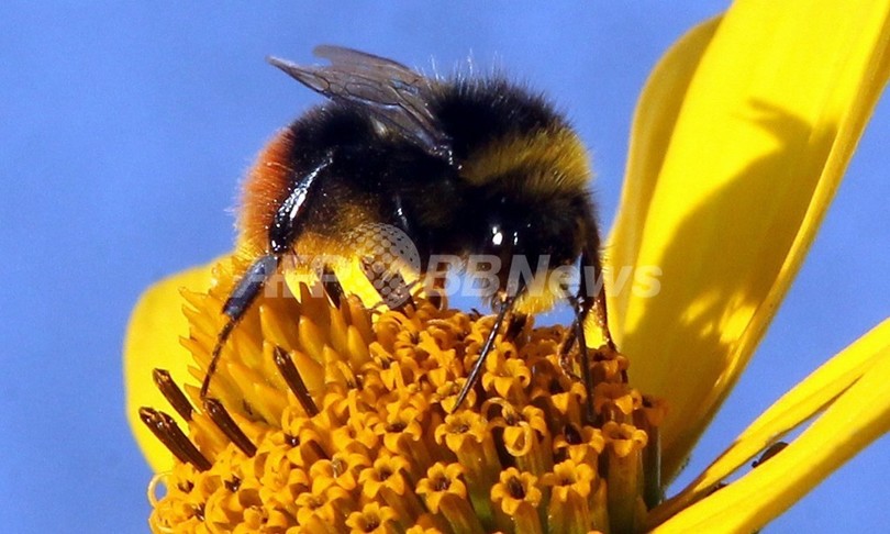 ハチへの殺虫剤の影響、従来研究上回る 大量死解明にヒントか? ハチへの殺虫剤の影響、従来研究上回る 大量死解明にヒントか?