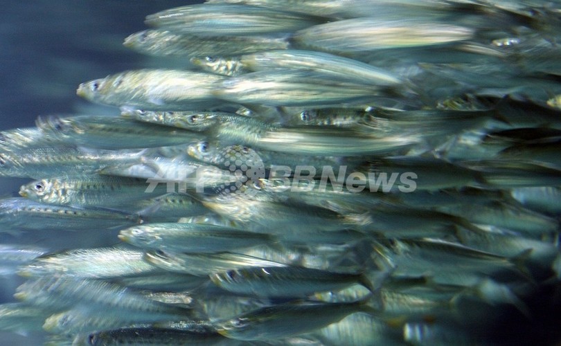 植物性プランクトンの減少で海の食物連鎖が崩壊する恐れ、研究成果 植物性プランクトンの減少で海の食物連鎖が崩壊する恐れ、研究成果