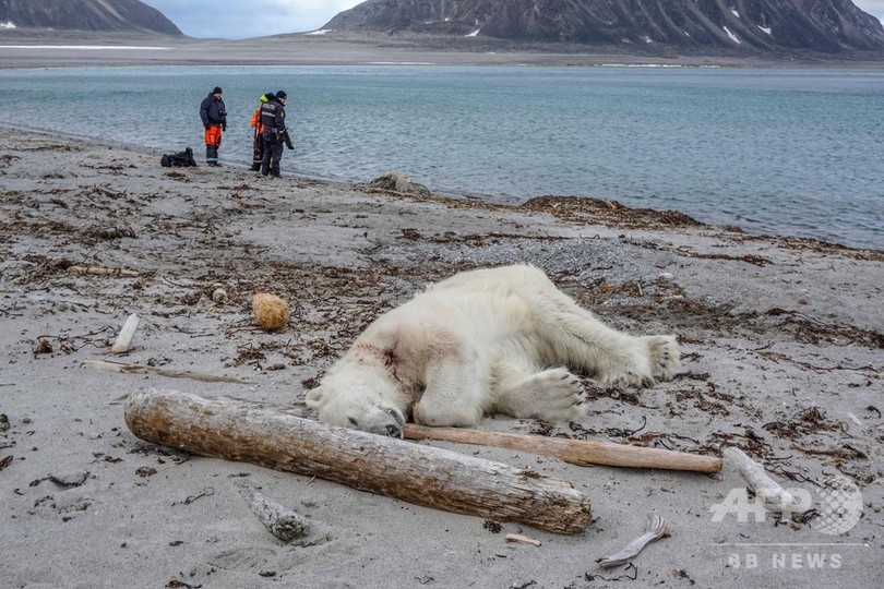 北極海の島でホッキョクグマがクルーズ船員襲う、その場で射殺 北極海の島でホッキョクグマがクルーズ船員襲う、その場で射殺