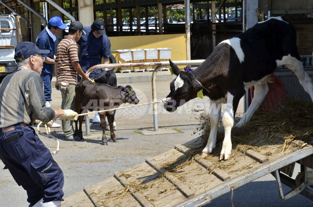 福島県全域で肉牛の出荷停止、セシウム汚染問題で 福島県全域で肉牛の出荷停止、セシウム汚染問題で