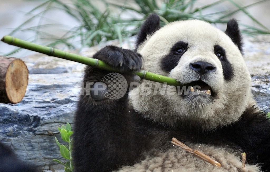 パンダがフェンス登った見物人を襲撃、中国の動物園 パンダがフェンス登った見物人を襲撃、中国の動物園