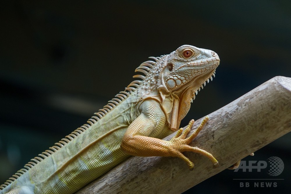 アルビノのグリーンイグアナ、仏動物公園 写真11枚 国際ニュース