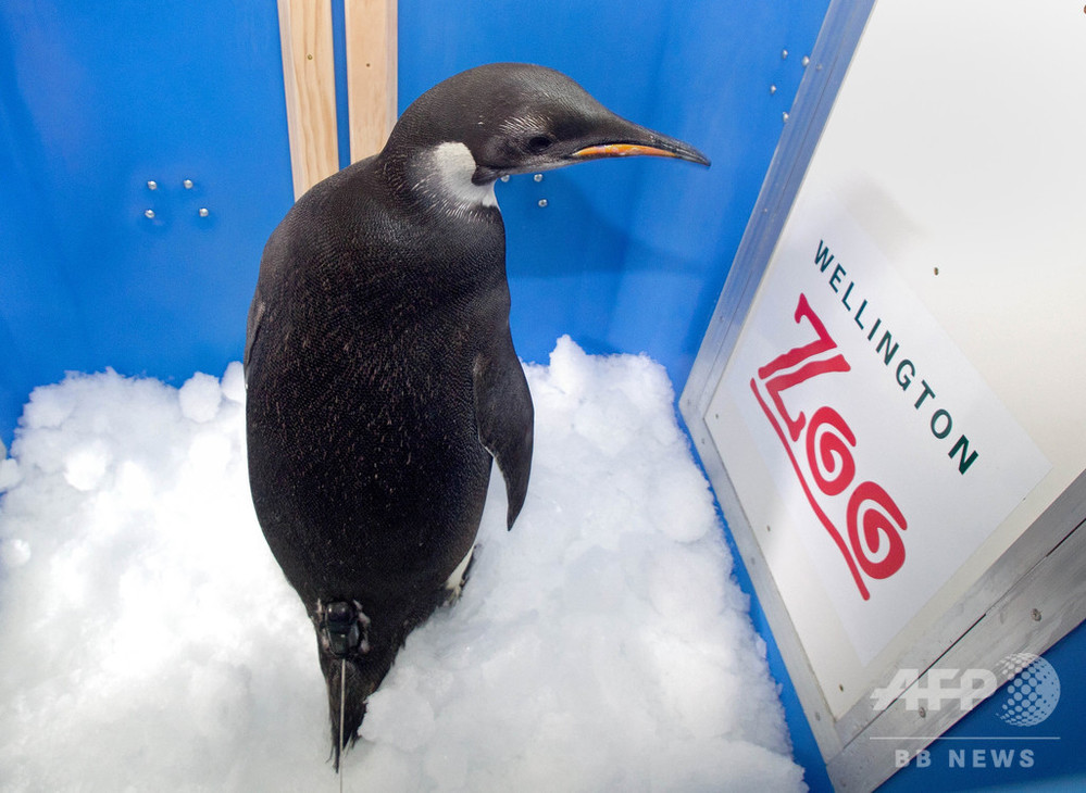 世界第2のコウテイペンギン繁殖地 ひなが3年連続ほぼ全滅 写真1枚 国際ニュース Afpbb News