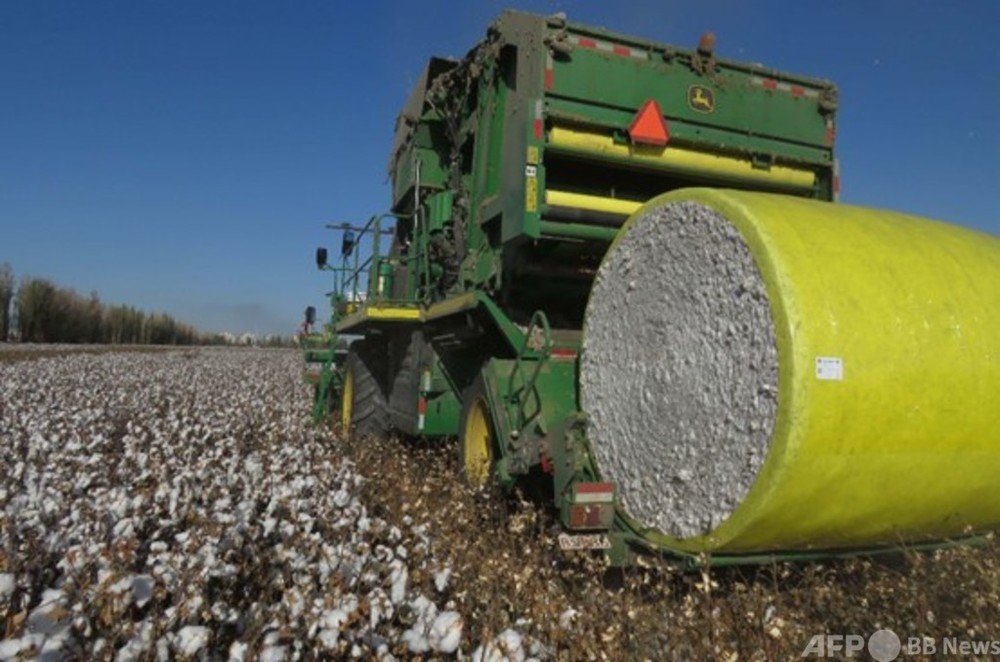 新疆綿 はなぜ中国たたきの理由になったのか 写真1枚 国際ニュース Afpbb News