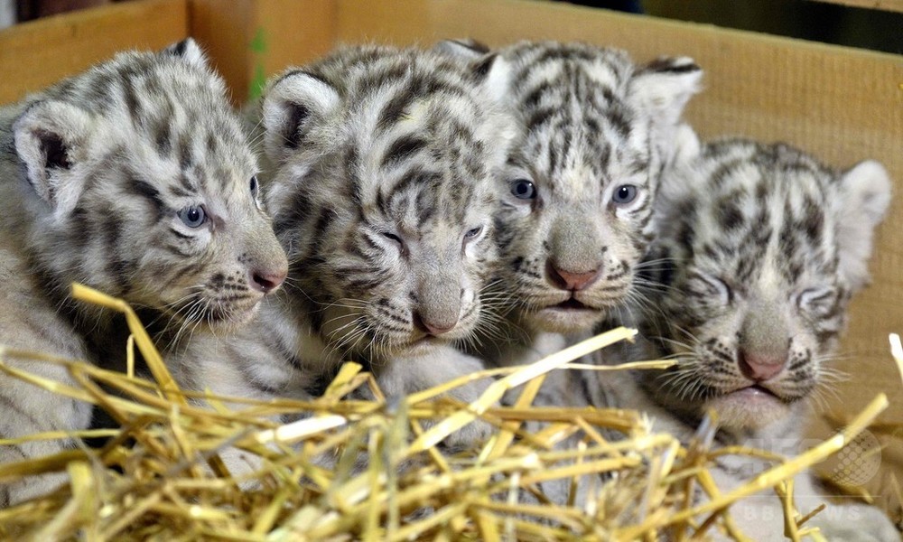 ホワイトタイガーの赤ちゃん、オーストリアの動物園でお披露目 写真6枚