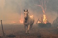 豪ニューサウスウェールズ州ナウラで、火災から逃げようとする馬（2019年12月31日撮影）。(c)AFP/SAEED KHAN