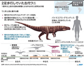 古代ワニ、「綱渡り」のように2足歩行 研究