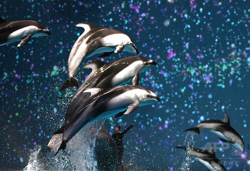 イルミネーション輝く夜の水族館、華麗にイルカ舞う 神奈川 写真16枚