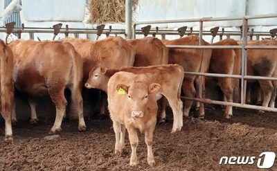 牛を育てたのは私なのに「120頭を現金で分けろ」…韓国・家畜相続めぐる家族の泥仕合