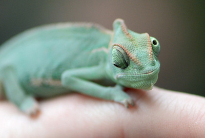 どこを見てる？人の指に乗るエボシカメレオン ドイツ