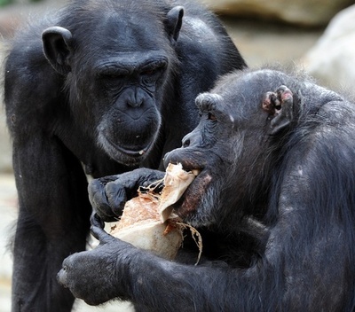 チンパンジーの暴力性は 生まれつき 従来説を否定 研究 写真1枚 国際ニュース Afpbb News