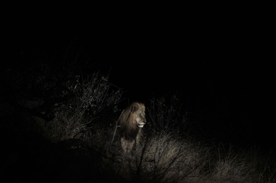 柵のない広大な保護区で生きるライオン 観光客誘致も 南アフリカ