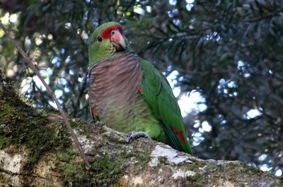 ブドウイロボウシインコが絶滅の危機、10年で7割減か 南米