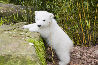 お外は楽しいな、ホッキョクグマのフロッケが動物園内を探検