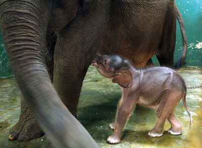 生後9日目のスマトラゾウ、バリ島で誕生は初