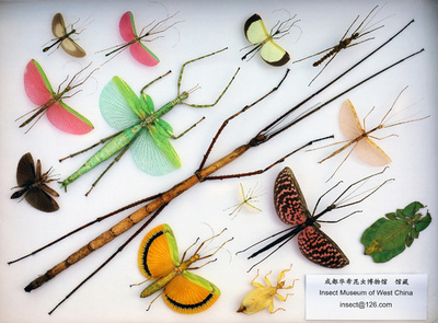 【写真特集】宝石箱のよう… 昆虫標本の世界
