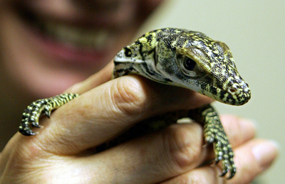 「処女受胎」のコモドオオトカゲ、卵がふ化しママ兼パパに- 英国