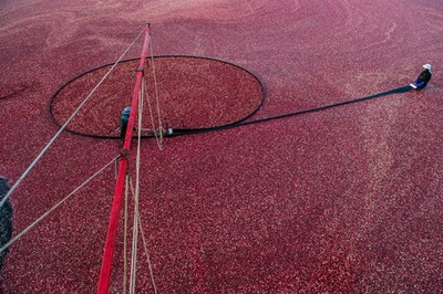 【今日の1枚】紅のバザーズ湾、クランベリーの収穫 米