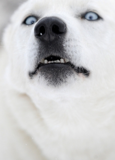 イヌの祖先は「中東のオオカミ」、研究結果