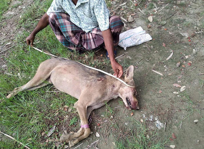 バングラデシュで撲殺されたオオカミ、80年ぶりに確認された希少種だった