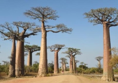 中国側がけん引したバオバブの国際共同研究の成果発表