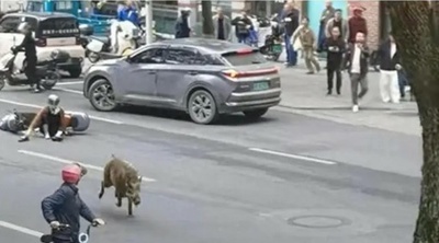 中国でイノシシ被害が多発