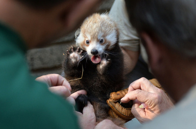 ふわふわもこもこ、生後2か月のレッサーパンダのきょうだい