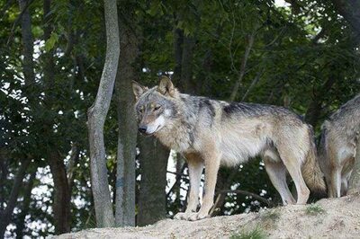 「韓国オオカミ」の正体はロシア産？…脱走事件で判明した“復元事業”の欺瞞