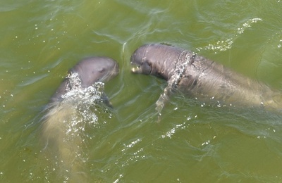 揚子江、スナメリの猛暑対策