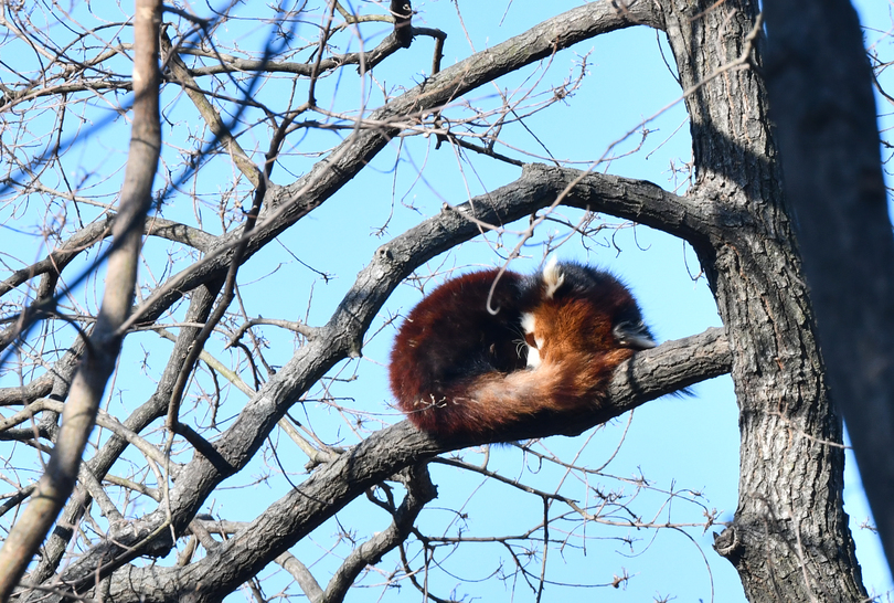 のんびり日なたぼっこする動物たち 安徽省合肥市 写真6枚 国際ニュース Afpbb News