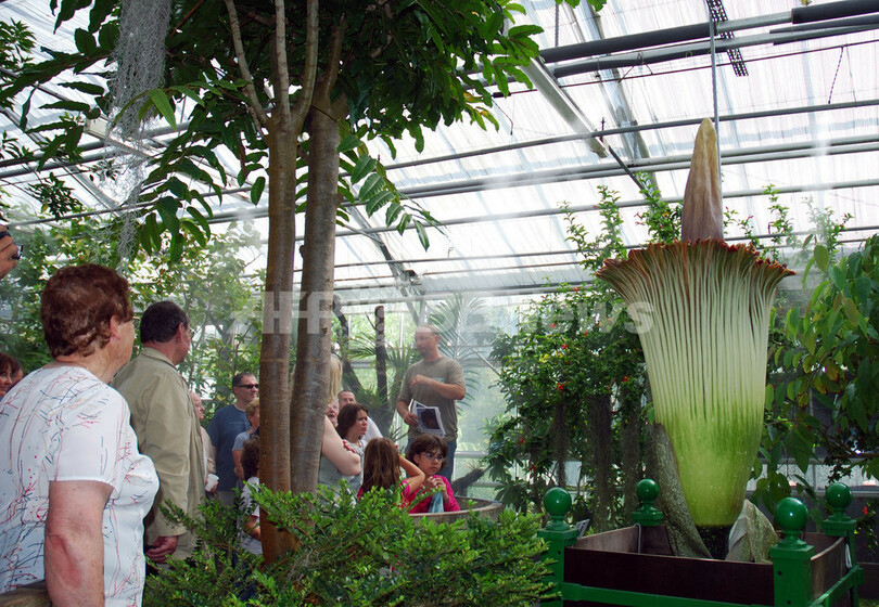 スマトラオオコンニャクの開花、世界最大 フランス