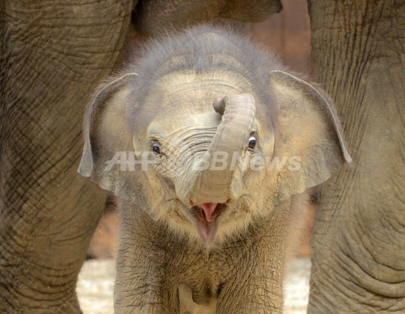 お母さんに甘える赤ちゃんゾウ チェコ 写真7枚 国際ニュース Afpbb News