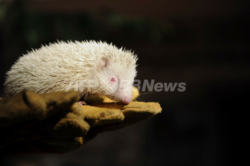 雪のように白いハリネズミ ソチ 写真2枚 国際ニュース Afpbb News