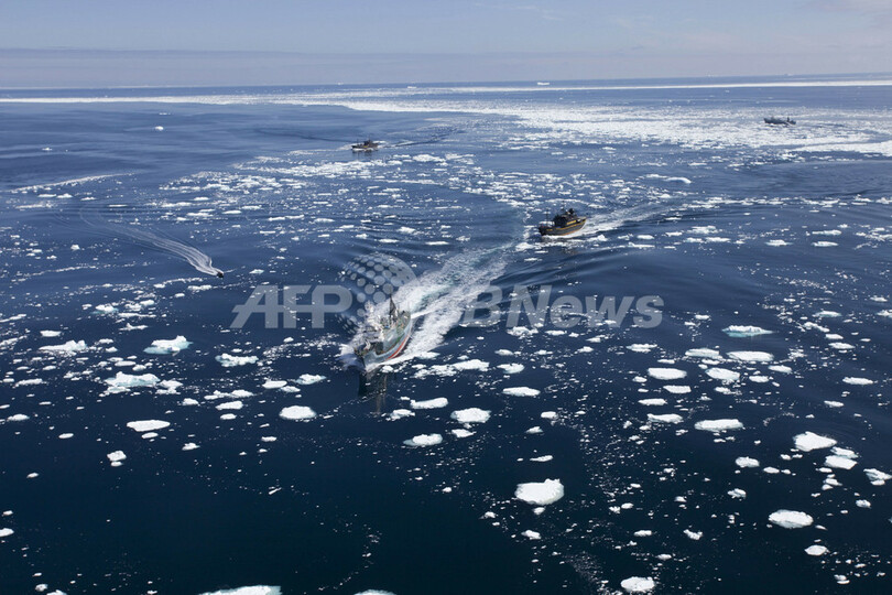 シー・シェパードが調査捕鯨妨害、南極海
