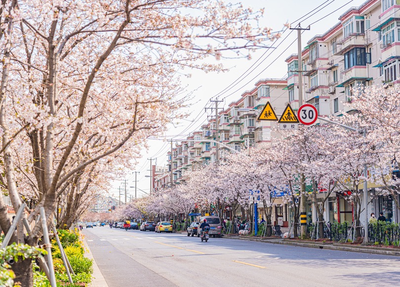 市内５カ所に 桜のじゅうたん 観賞区間を設置 上海市 写真4枚 国際ニュース Afpbb News