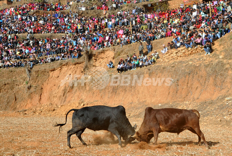 ヒマラヤ山脈のふもとで、「穏やかな」闘牛が盛況