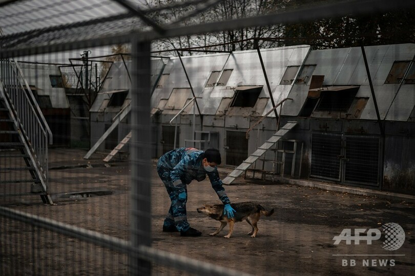 ロシア、コロナ感染過去最多に 航空大手は探知犬を訓練