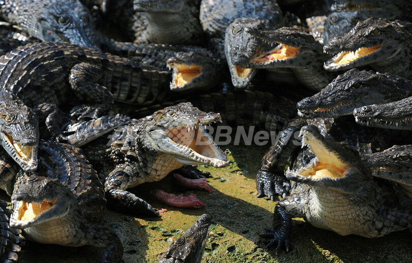 クロコダイル0種が大集合 ワニ公園が仏西部にオープン 写真7枚 国際ニュース Afpbb News