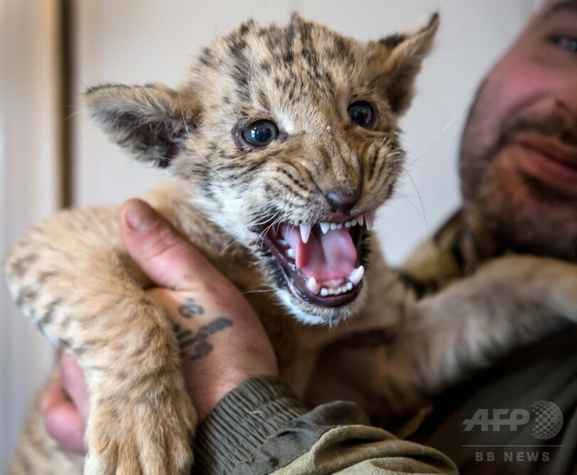 ライオンとトラから生まれた「ライガー」、ロシアの動物園で誕生