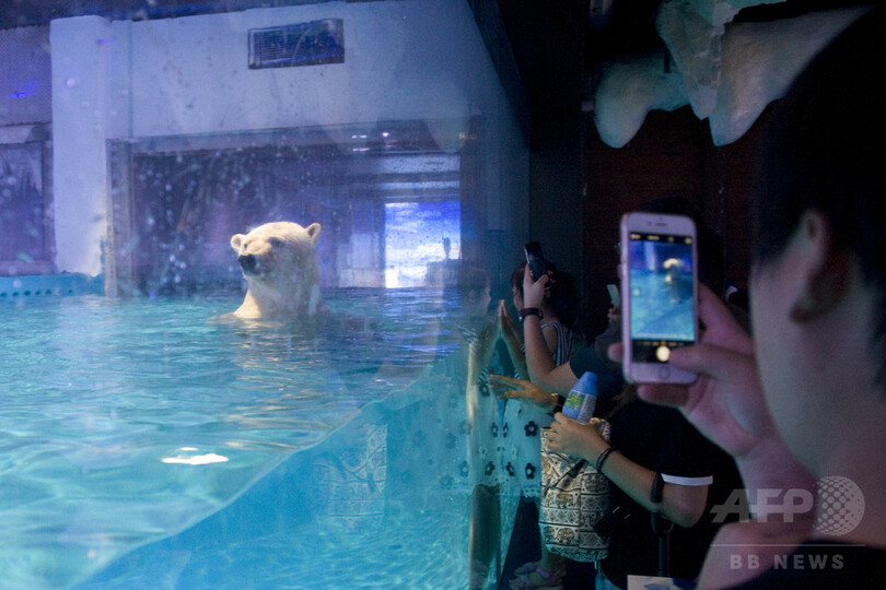 中国の「世界一悲しいホッキョクグマ」 各国で怒りの声続く